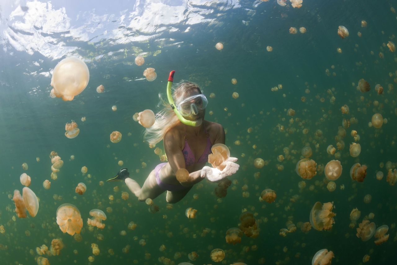 <strong>Swim with jellyfish: </strong>Palau's Jellyfish Lake is home to millions of relatively harmless jellyfish. With diving trips on hold here, the best adventures with jellyfish are to be had in Indonesia's remote Raja Ampat archipelago.