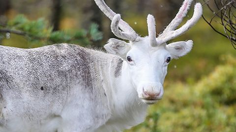 A reindeer in Sweden. 