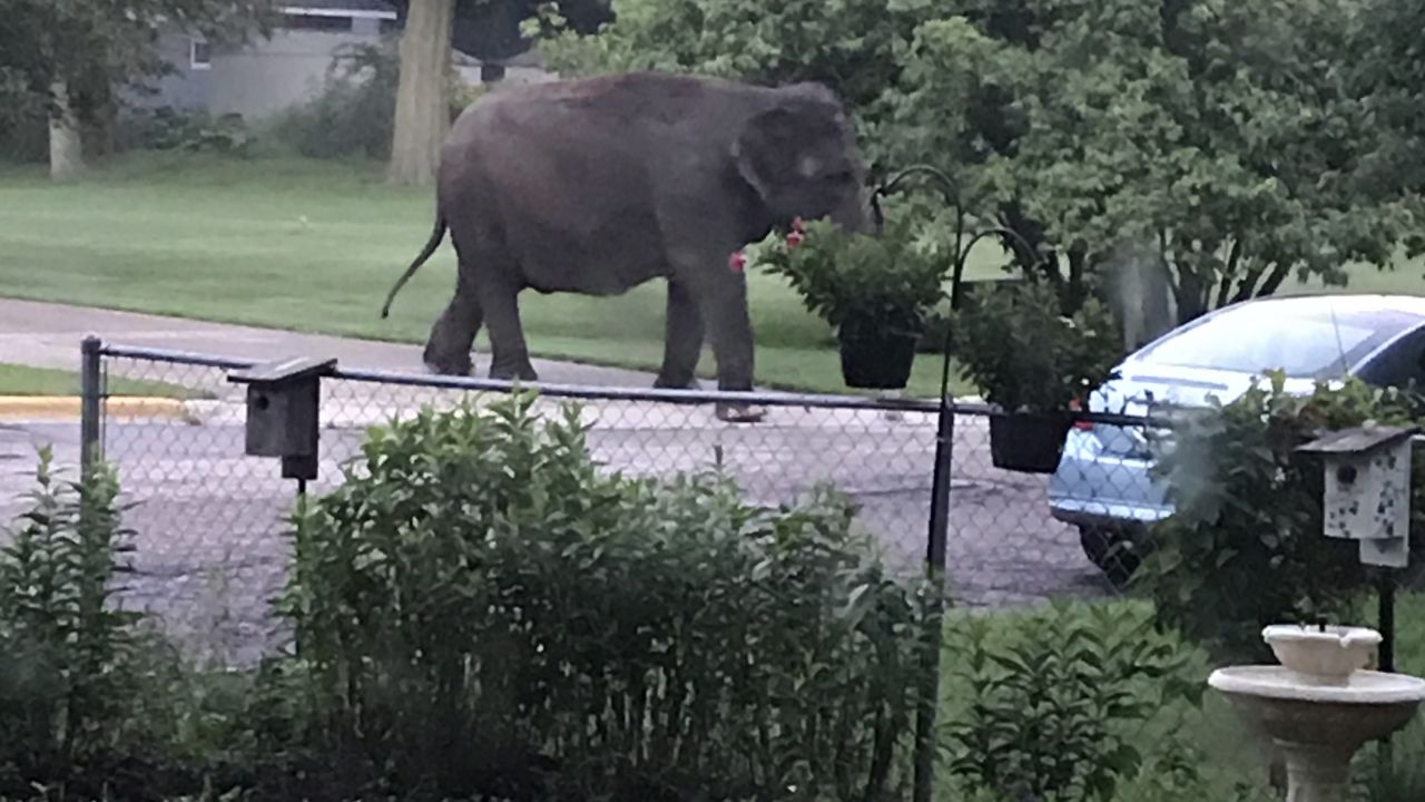 Jaime Lynn, a Baraboo, Wisconsin resident, saw this elephant outside her house Friday morning after it escaped from the nearby circus. Lynn said she heard a dog barking and a neighbor scream, so she looked outside to see what was going on.