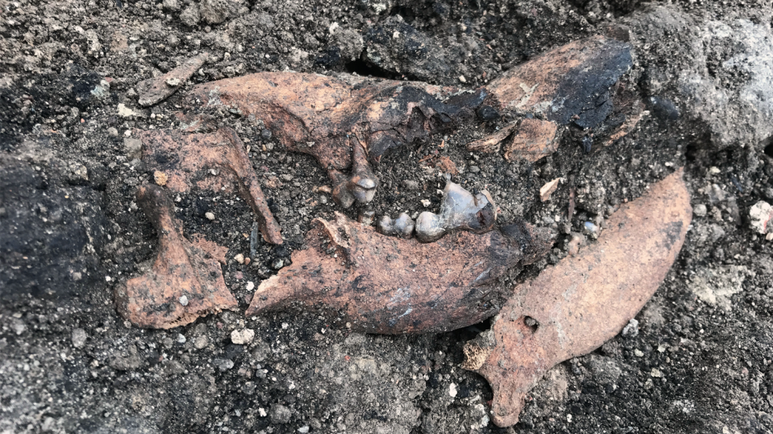 One of the most surprising finds was the skeleton of a dog who, according to archaeologist Simone Morretta, was likely stuck in the house after part of the burning ceiling fell. 