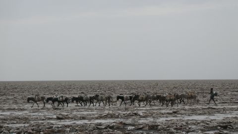 An Afar man and his donkeys cross the hot plains of the Danakil Depression. 