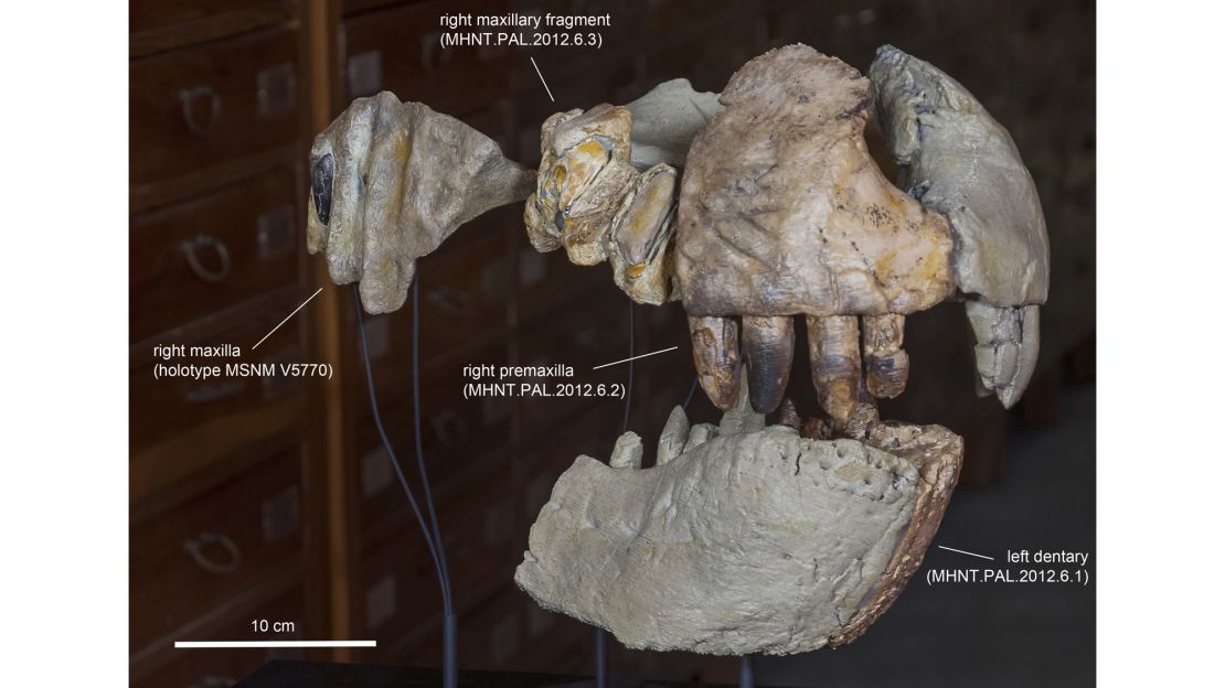 A reconstruction of Razana's jaw. 