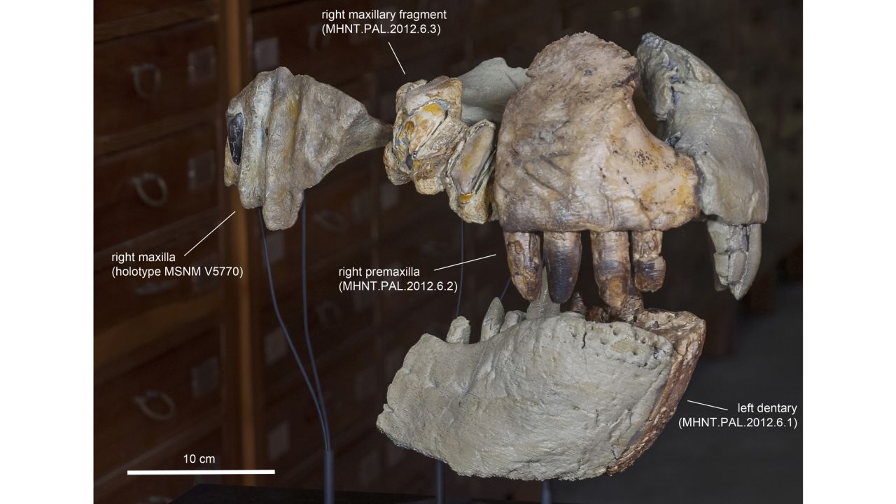 A reconstruction of Razana's jaw.