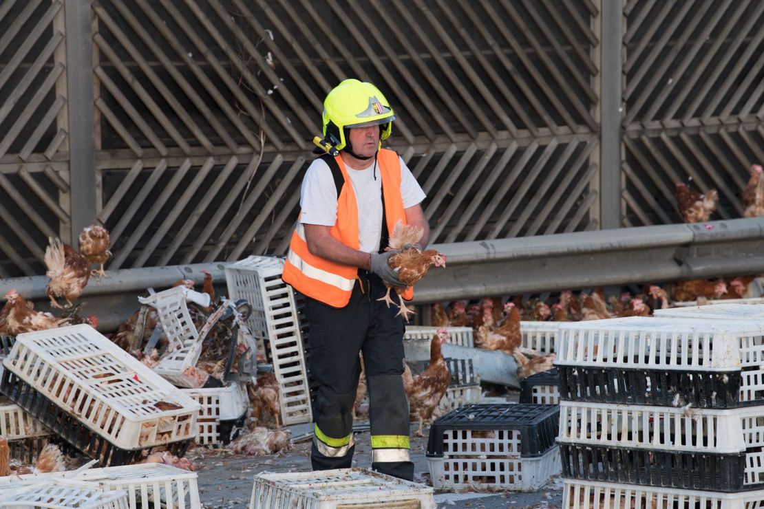 Firemen remove chicken and transport boxes from the highway.