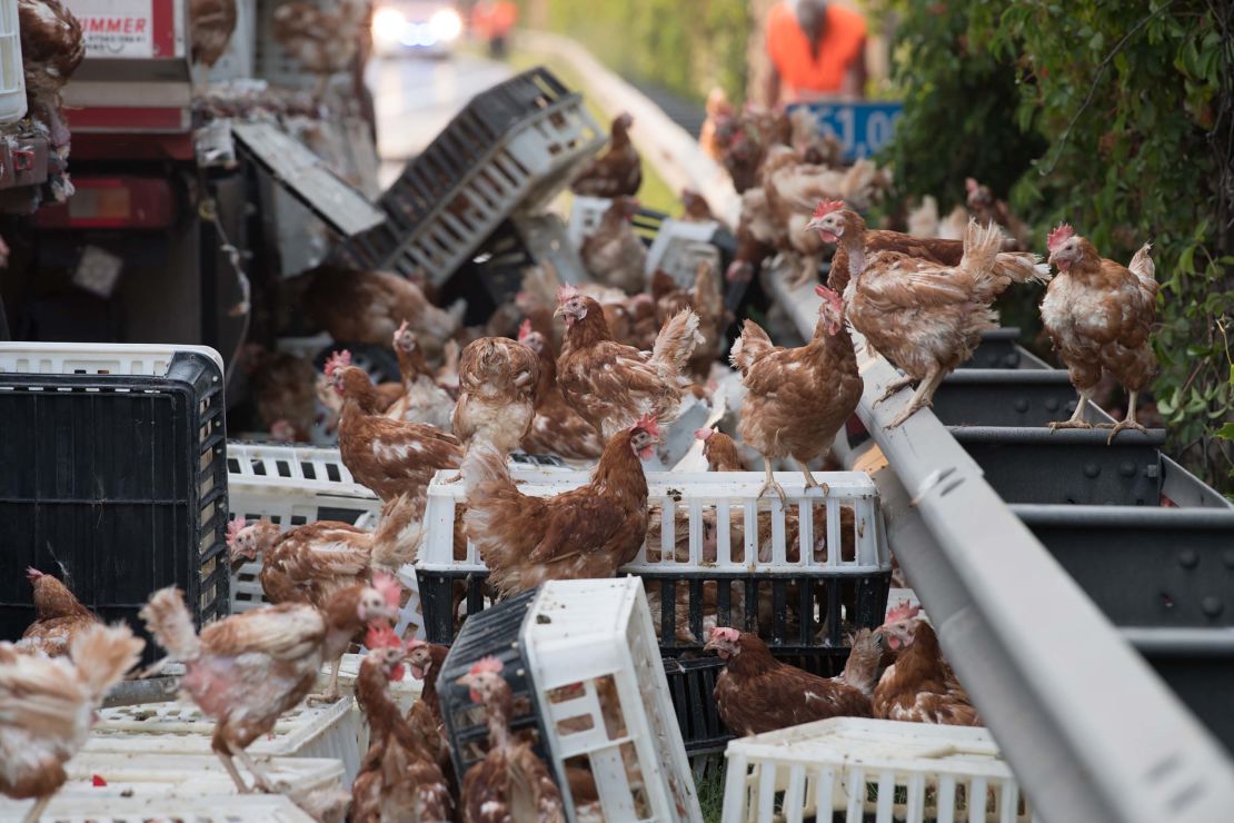 Some of the chickens made a break for freedom following the crash.