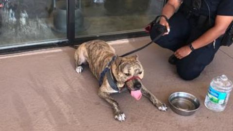 This pit bull recuperates after being freed from a hot car by police in Florida.