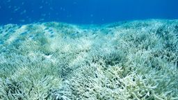 Devastating coral bleaching due to global warming. These corals are dying.