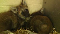 maned wolf pups still 2