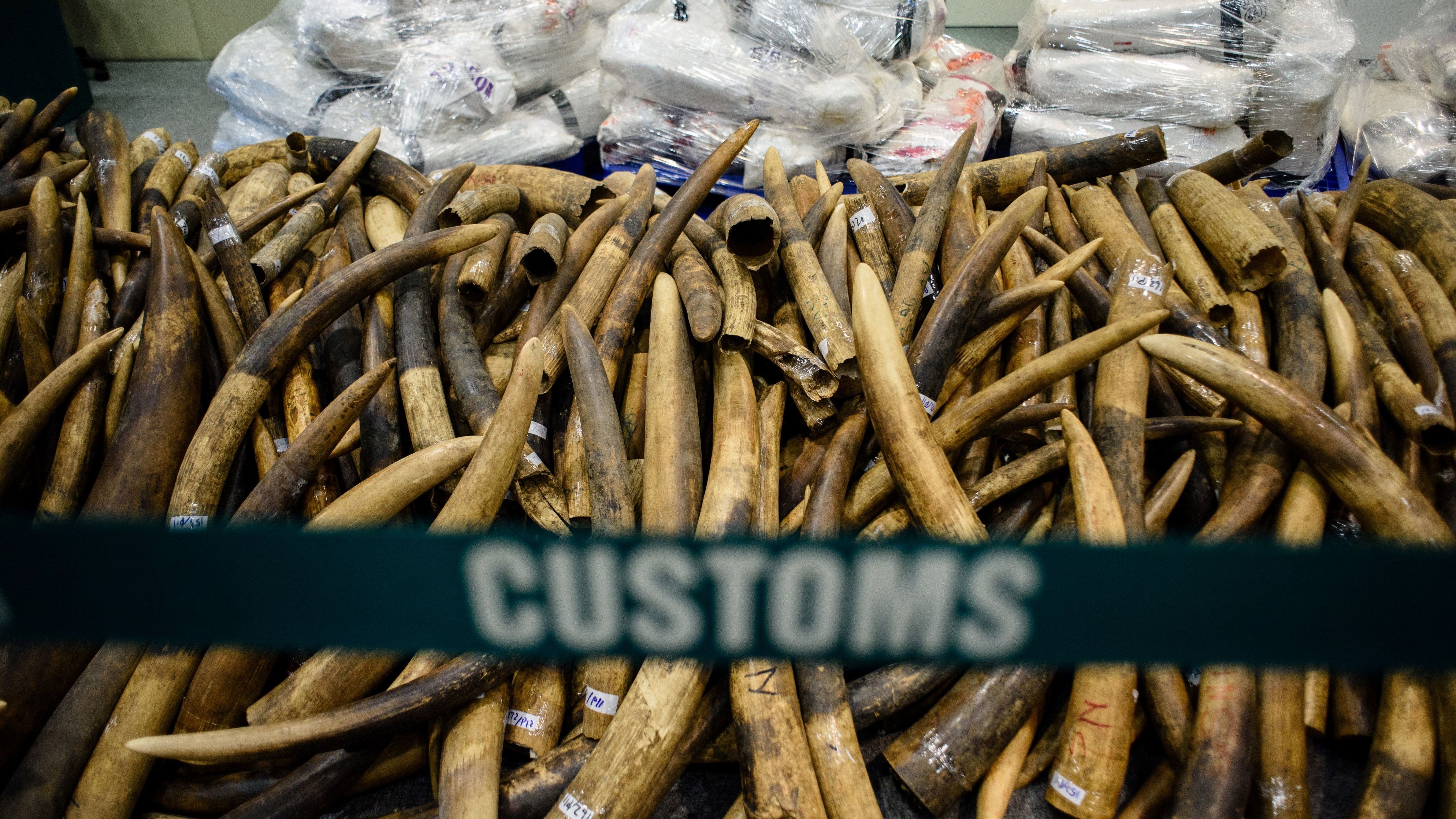 Seized elephant ivory during the news conference Thursday.