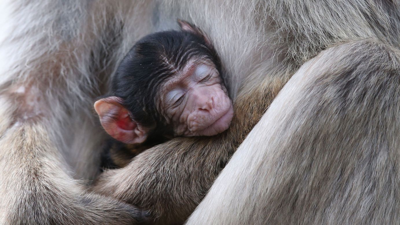 A baby macaque -- one of three recently born at the Blair Drummond Safari Park in Scotland -- is held by his mother on Monday, July 3.