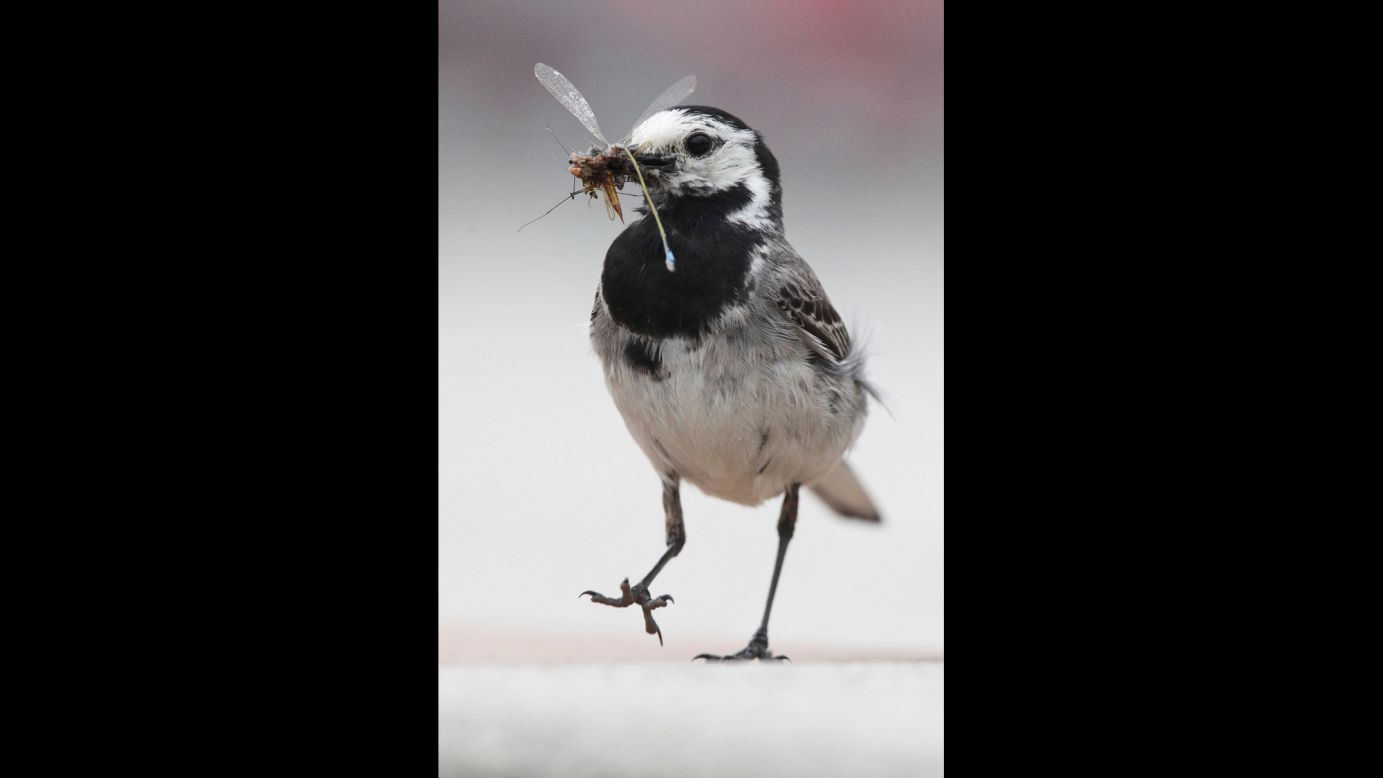A white wagtail holds an insect in its beak Saturday, July 1, in Markkleeberg, Germany.
