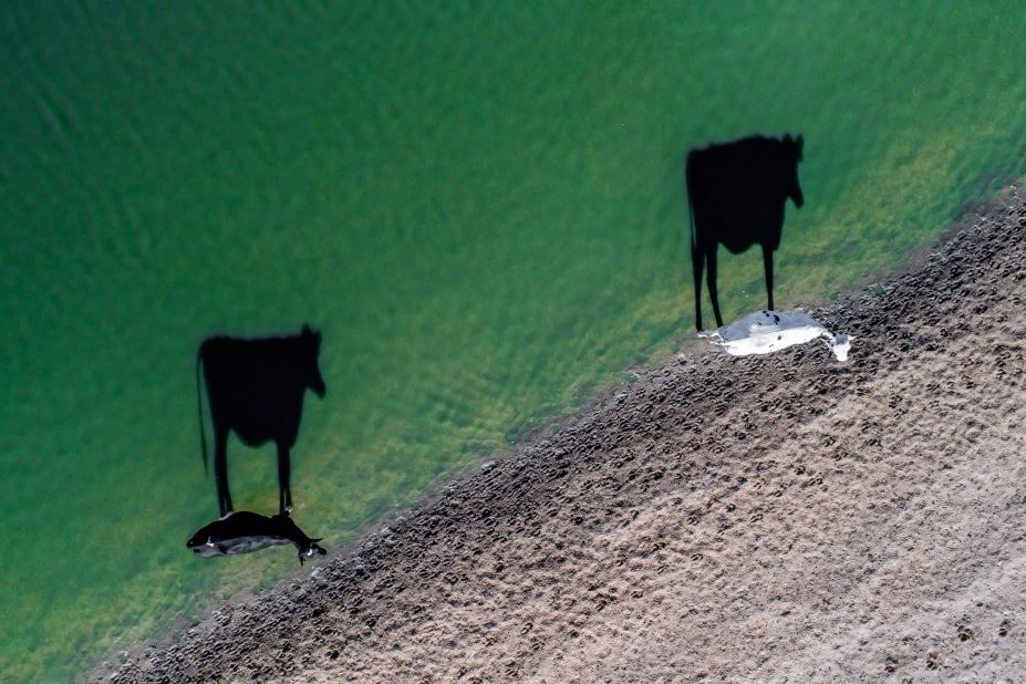 <strong>Shadow beasts: </strong>This unusual image depicts the shadow of two cows: "Cows drinking from a nearby dam caught my eye when I saw their long shadows," explains winner Luke Bell. "I launched my drone to capture the scene in a way impossible with any other type of camera."