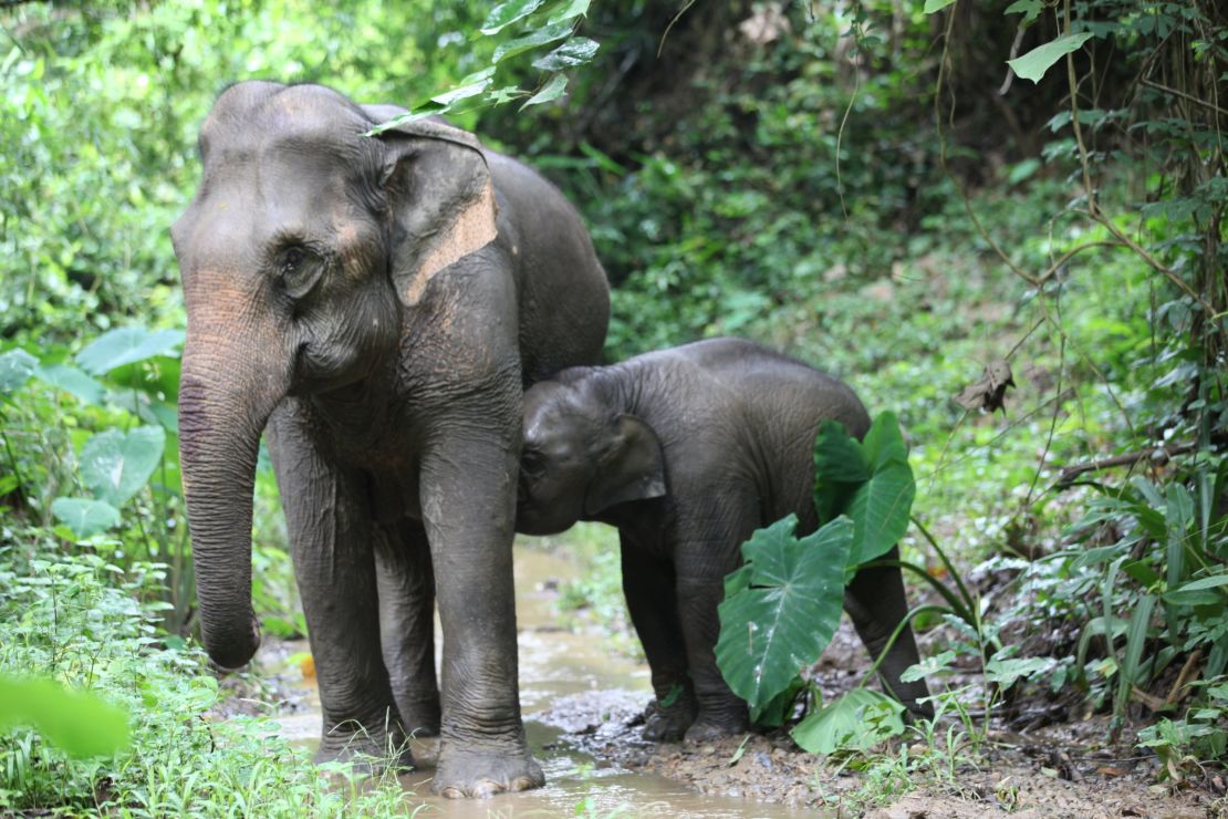 Baby Kit at MandaLao. 