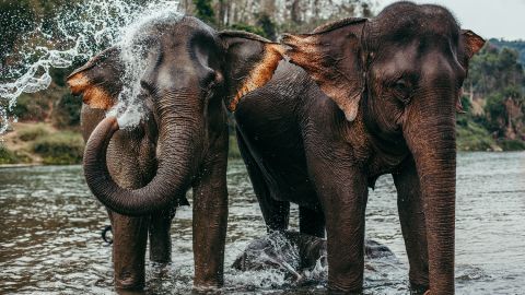 MandaLao elephant sanctuary Laos