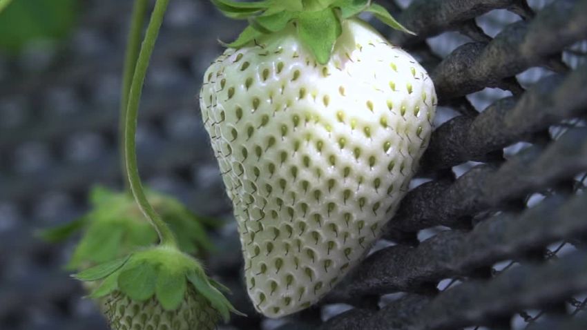 gbs japan white strawberry expensive fruit_00000512.jpg