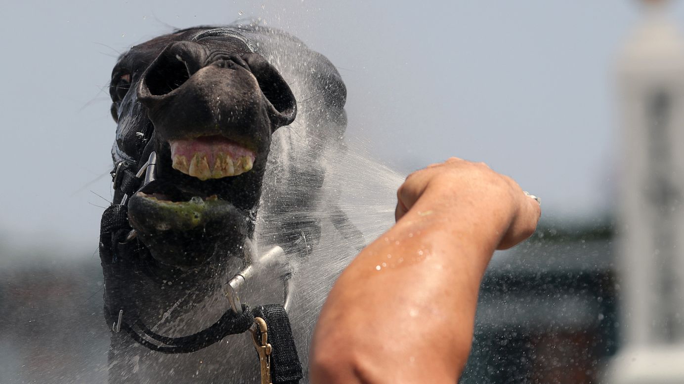 A horse gets a cool shower after racing at Boston's Suffolk Downs on Saturday, July 8.