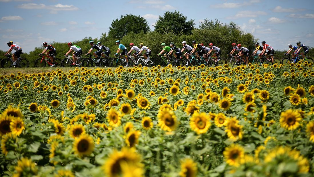 The pack rides past a sunflower field during the 207.5 km fourth stage of the Tour between Mondorf-les-Bains and Vittel.