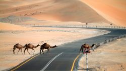 Camels cross a road during the Mazayin Dhafra Camel Festival in the desert near the city of Madinat Zayed, 150 kms west of Abu Dhabi, on December 26, 2015. The festival, which attracts participants from around the Gulf region, includes a camel beauty contest, a display of UAE handcrafts and other activities aimed at promoting the country's folklore.  / AFP / KARIM SAHIB        (Photo credit should read KARIM SAHIB/AFP/Getty Images)