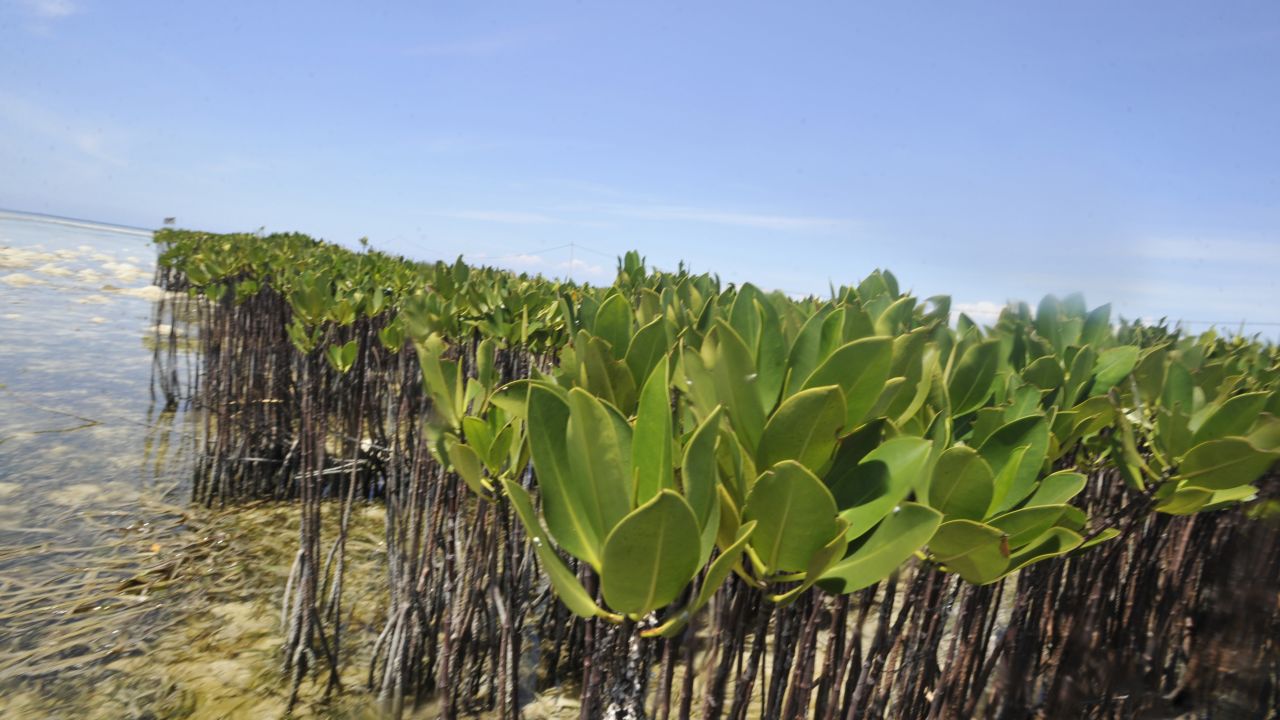 Sea tolerant plants like mangroves will feature in the Abu Dhabi project. 