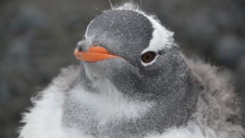 Juventile gentoo penguin