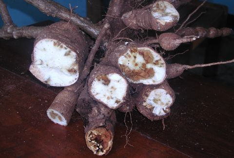 Tell-tale signs of Cassava Brown Streak Disease (CBSD), dubbed the 'Ebola of plants,' which is ravaging crops across East Africa.  