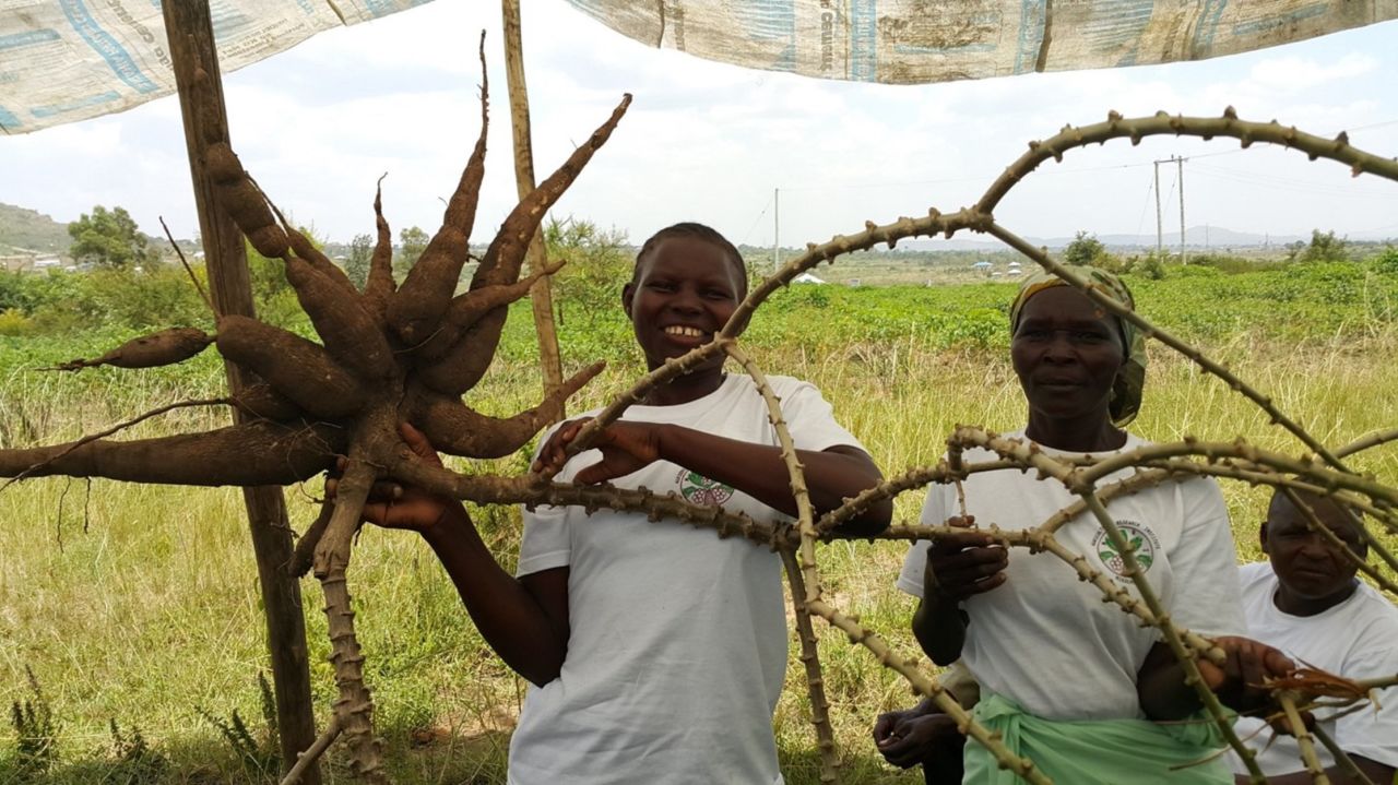 Farming family display healthy cassava that were cultivated with clean, resistant plant material.