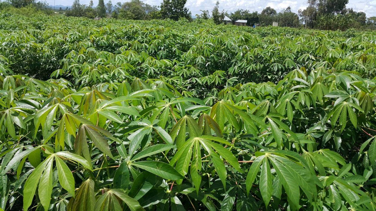Healthy cassava field after clean plant replacement. 