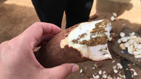 Tell-tale signs of Cassava Brown Streak Disease (CBSD).