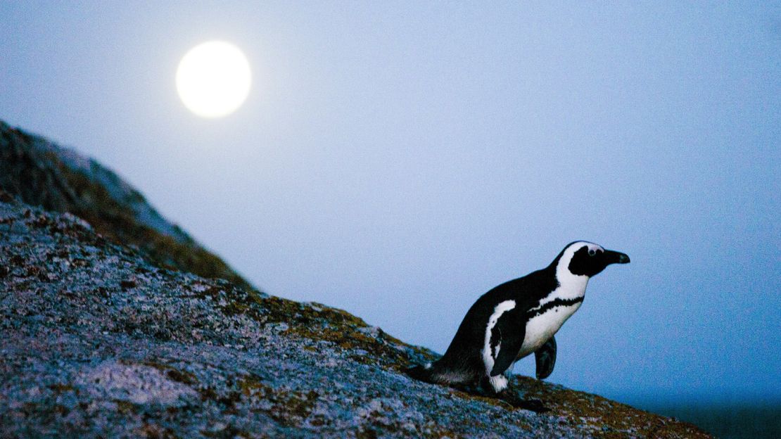 An African penguin walks during a full moon at Boulders Beach June 29,2010 in Simon's Town, South Africa. 