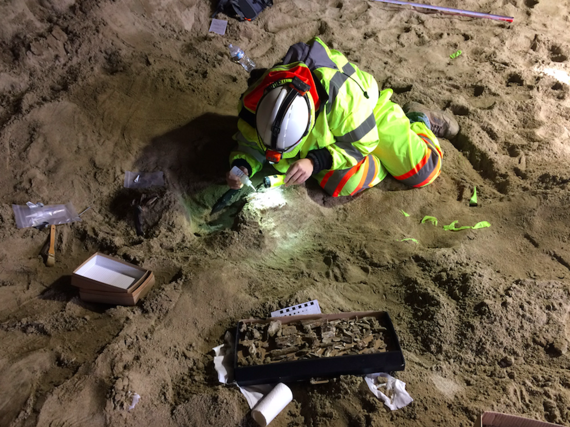Paleontologist Dr. Ashley Leger preparing a tusk for removal 