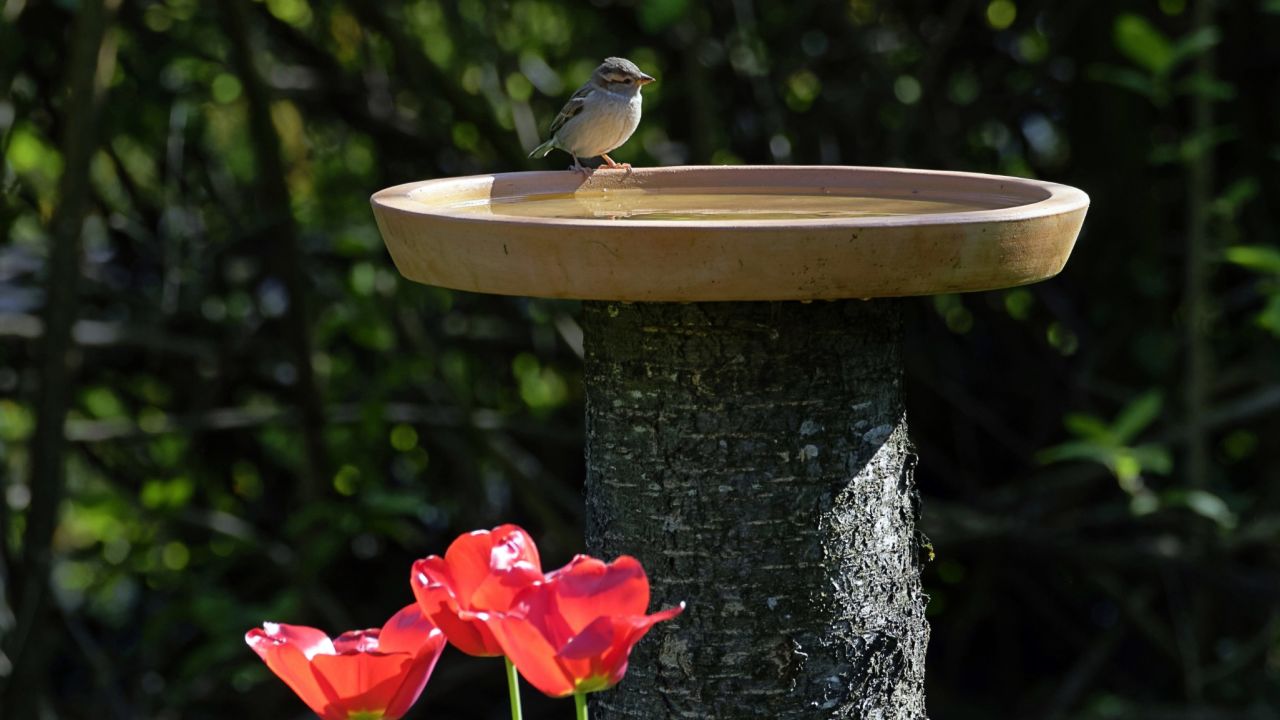 House-sparrow perched on bird bath with red tulip garden flowers. 