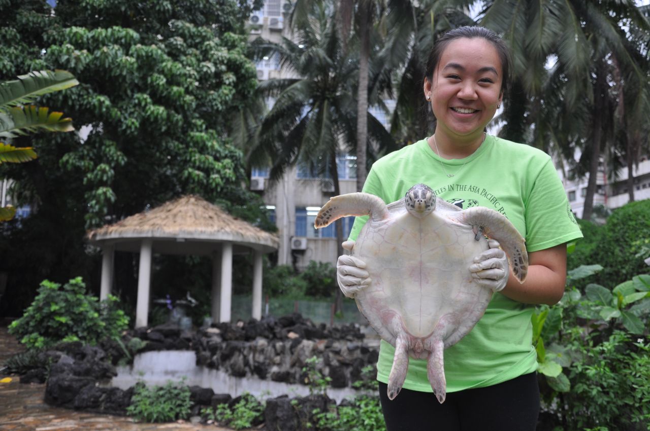 <strong>On the mend:</strong> US intern Elizabeth Liu holds a young green sea turtle currently being rehabilitated at a turtle laboratory in southern China.