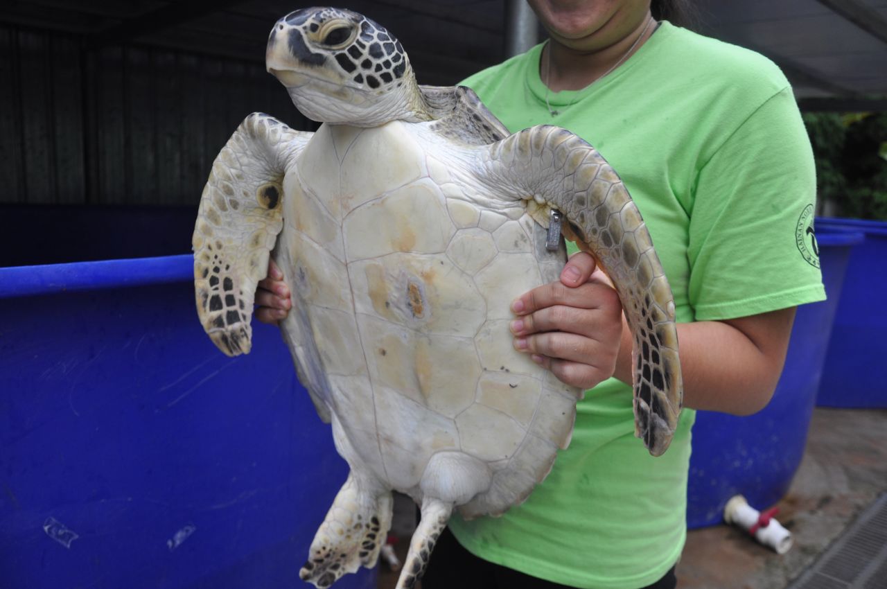 A juvenile sea turtle whose plastron was damaged and infected when he was kept as a pet in someone's house.