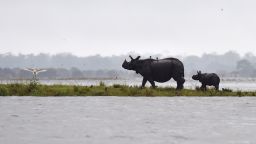 Indian one-horn rhinoceros take shelter from flood waters on higher land at Kaziranga National Park, about 250 kilometres east of Guwahati, on July 10, 2017. 