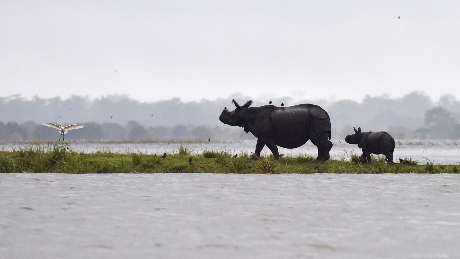 Indian one-horn rhinos take shelter from flood waters on higher land at Kaziranga National Park, about 250 kilometers east of Guwahati, on July 10, 2017. 