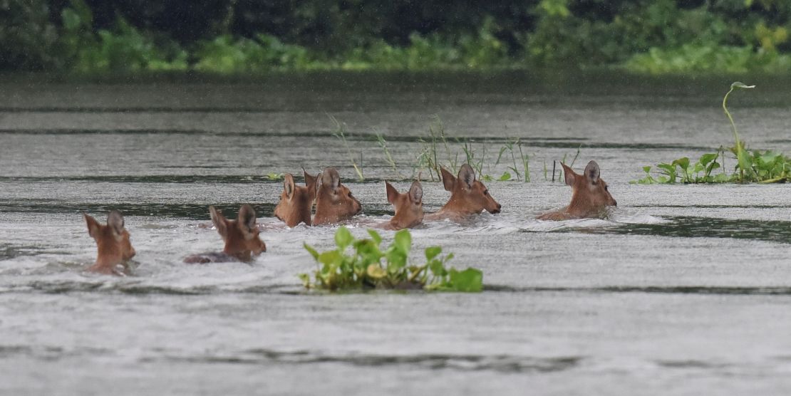 A herd of Indian hog deer swims through flood waters at Kaziranga National Park.