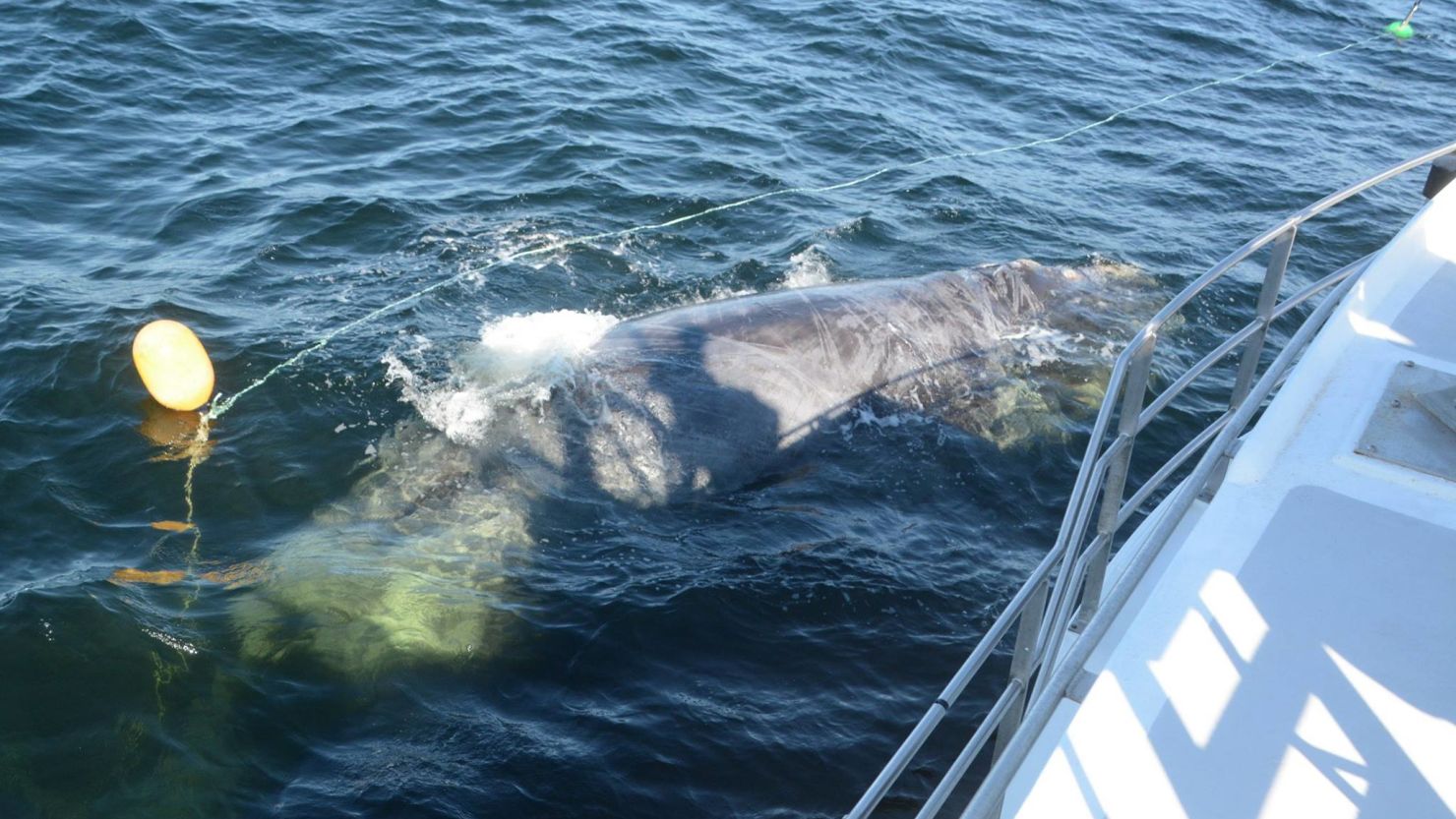 Campobella Whale Rescue Team was part of effort that saved entangled North Atlantic Right Whale on July 5 