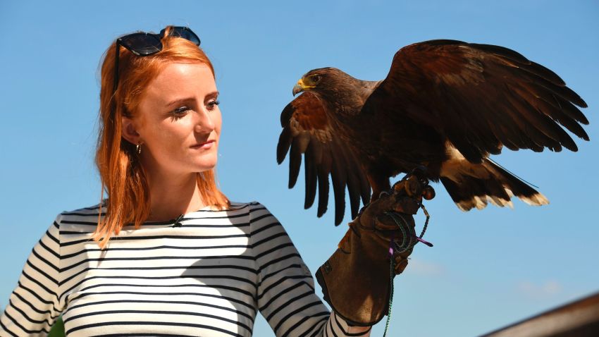 Rufus the Harris hawk is held by handler Imogen Davies as she is interviewed by the media at The All England Lawn Tennis Club in Wimbledon, southwest London, on July 5, 2017 on the third day of the 2017 Wimbledon Championships.
Rufus the Hawk is used at the All England Club to keep pigeons away from the venue.  / AFP PHOTO / Justin TALLIS / RESTRICTED TO EDITORIAL USE        (Photo credit should read JUSTIN TALLIS/AFP/Getty Images)