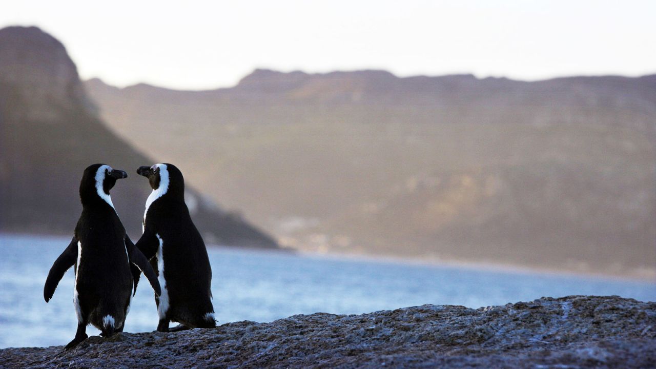 "Open for business" -- South Africa Tourism say visitors to Cape Town are still welcome despite the drought.