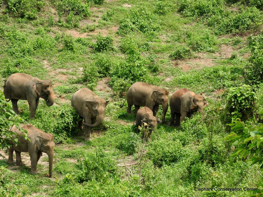 The grounds of the Elephant Conservation Center. 