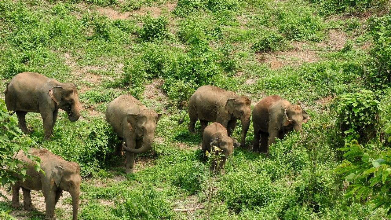The grounds of the Elephant Conservation Center. 