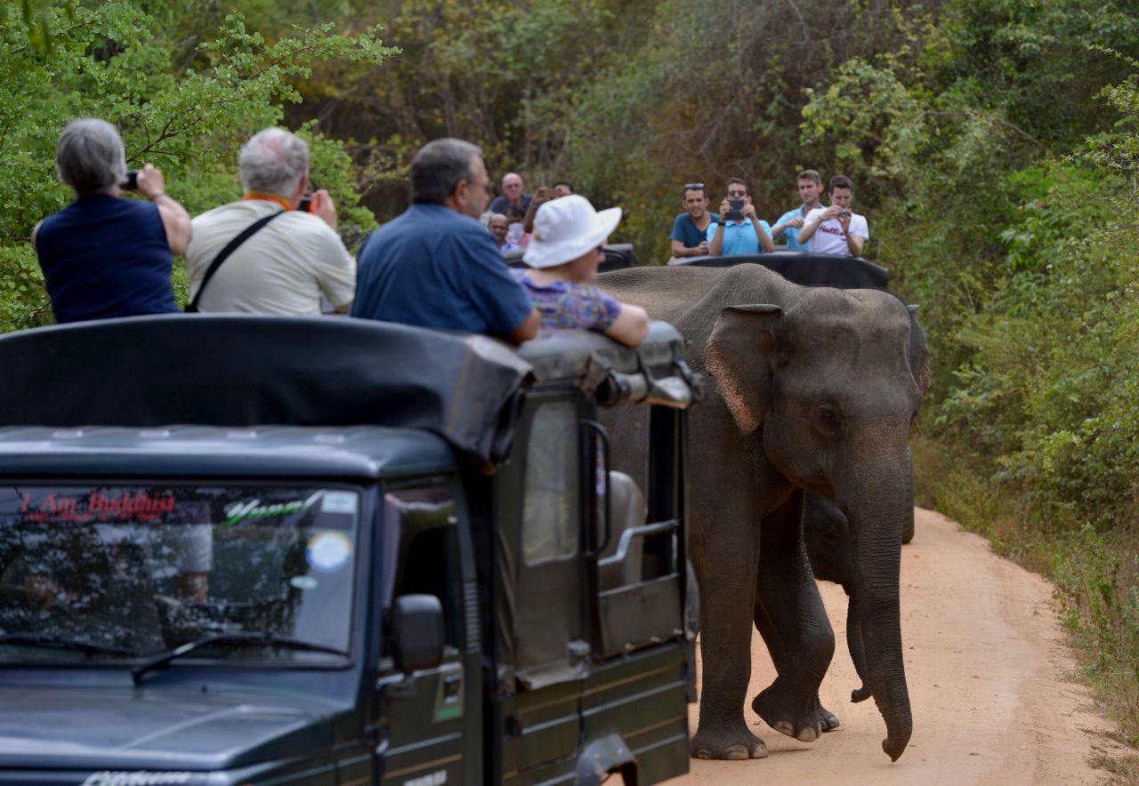Tourists watch a Sri Lankan elephant walking through a field in Minneriya National Park.