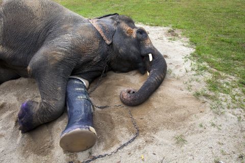 An elephant rests in the afternoon sun with the new prosthetic made for her at the Friends of the Asian Elephant (FAE)  hospital in the Mae Yao National Reserve of Lampang, Thailand. The elephant lost a foot years ago after stepping on a land mine and now is on her third prosthetic.