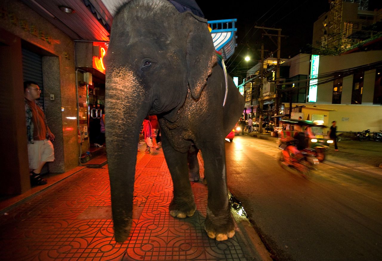 While the elephant is a symbol of Thailand, it is common to see the animals roaming Bangkok with their mahouts (elephant drivers), who sell bags of sugar cane to tourists to feed to the elephants.