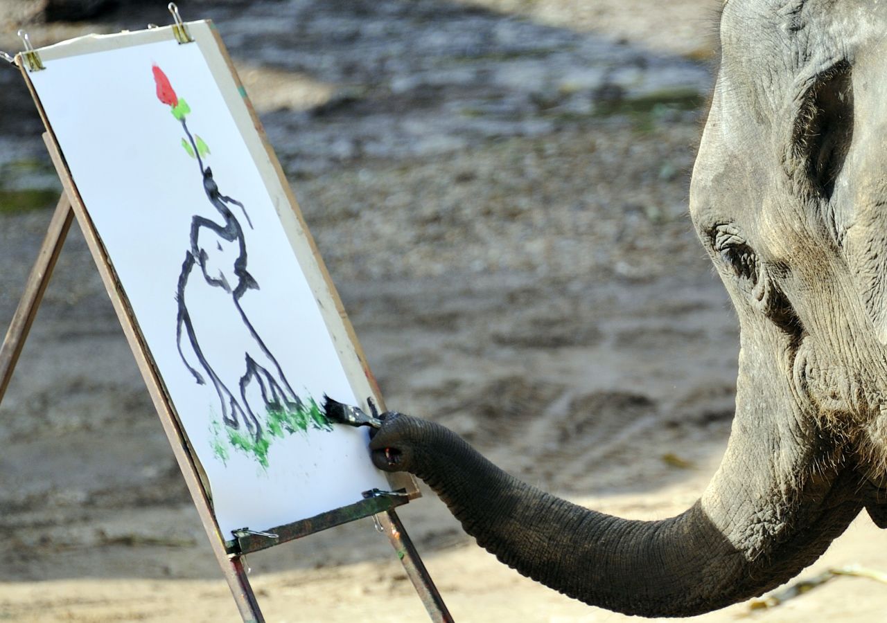 At the Maetaman Elephant camp in Chiang Mai, northern Thailand,  an elephant paints during a performance for tourists. 
