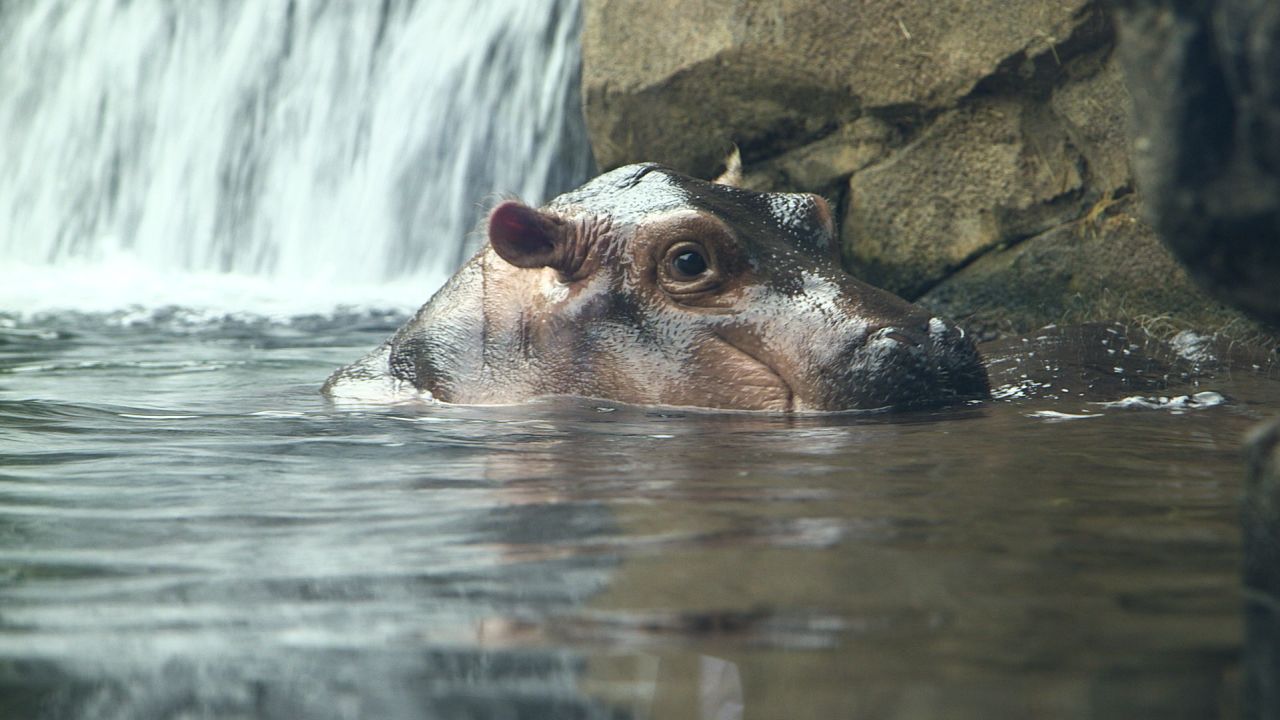 Fiona the hippo