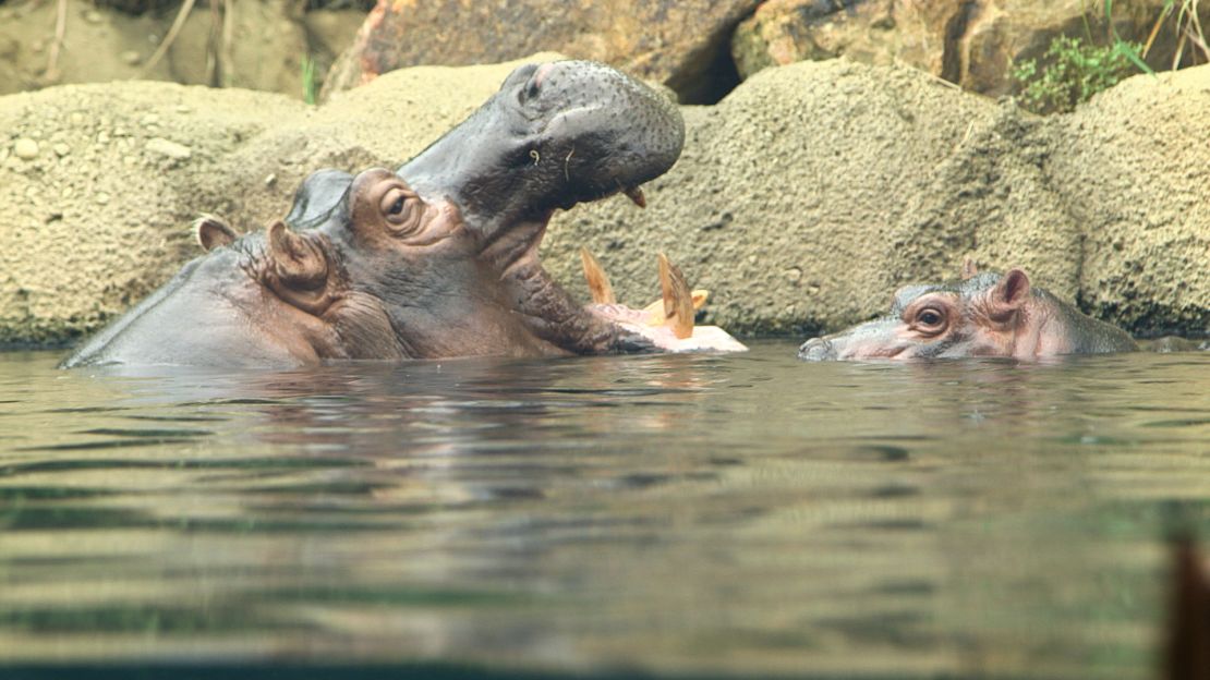 Fiona and her mother Bibi swim together.