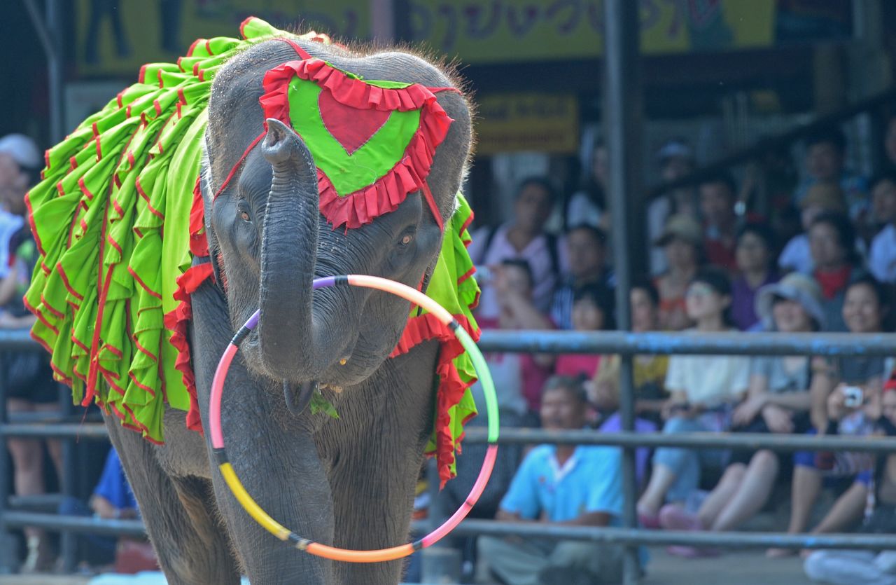 An elephant performs for tourists at a show in Pattaya, Thailand. Smuggling the world's largest land animal across an international border sounds like a mammoth undertaking, but activists say that doesn't stop traffickers supplying Asian elephants to Thai tourist attractions. 