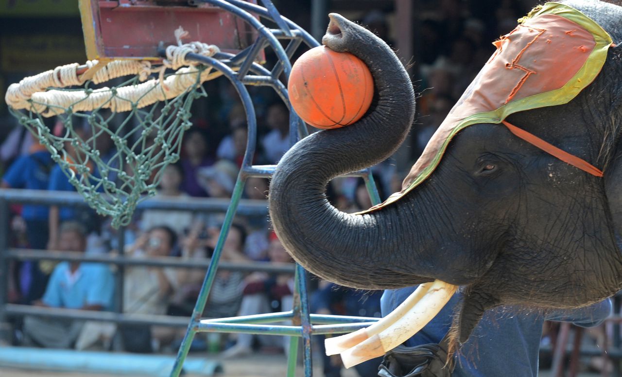 At a circus in Thailand, an elephant dunks a basketball to entertain tourists. 