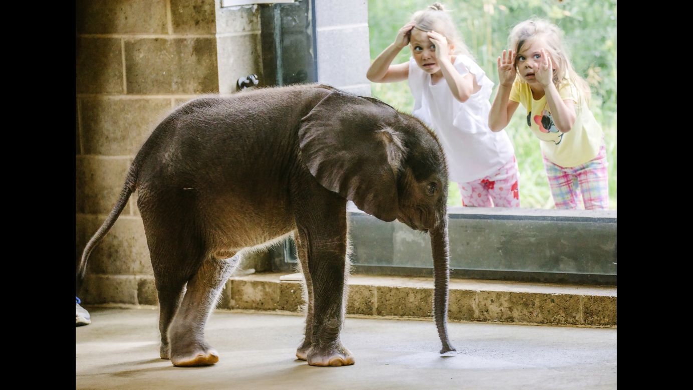Children view the Pittsburgh Zoo's 4-week-old baby elephant as it meets the public for the first time on Friday, July 7.